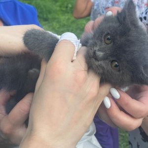 Медики тульской больницы спасли с дерева котенка