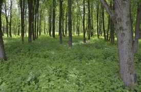 В Тульской области ввели карантин из-за опасного вредителя леса