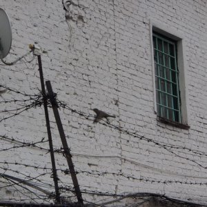 547 воспитательных бесед бестолку: осужденного из Донского перевели в тюрьму за злостные нарушения режима