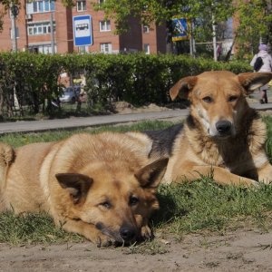 В Ленинском районе Тулы ввели карантин из-за вспышки бешенства
