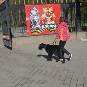 В Туле впервые отметят День фронтовой собаки