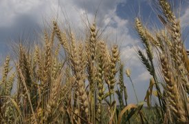 Тульского производителя зерна оставили без деклараций соответствия