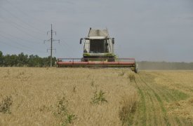 На полях Кимовского района объявлен карантин из-за повилики