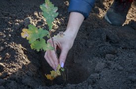 Возрождение легендарного леса: на Куликовом поле высадят новую Зеленую Дубраву
