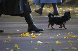 Солнца не видать: прогноз погоды в Тульской области с 27 по 31 октября