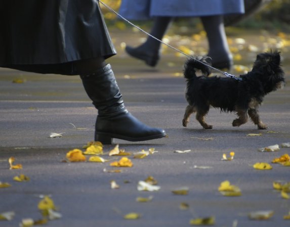Солнца не видать: прогноз погоды в Тульской области с 27 по 31 октября
