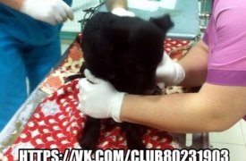 В Туле щенки, ставшие жертвами живодеров, отказываются от еды