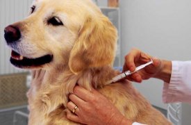 В Туле домашних животных бесплатно вакцинируют от бешенства