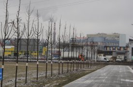 В 2015 году в Туле высадят порядка 1,5 тысяч лип