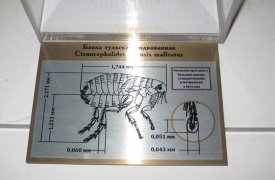 Подкованная блоха переехала из музея оружия в Старую тульскую аптеку