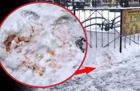 Догхантеры раскидали отраву для собак возле экзотариума в Туле