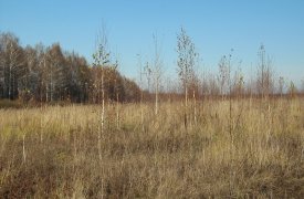 Суд арестовал туляка за брошенные поля, заросшие кустарником и сорняками