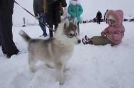 Собачьи упряжки, снег и веселье встретили гостей Большого тура "Куликово поле"