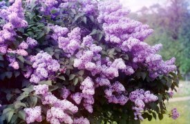 В Тулу спешит 