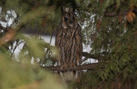 По соседству с Центральным парком Тулы поселились ушастые совы