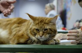Выставка кошек в Туле собрала более 100 участников