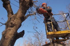 Деревья в Туле кронировали неправильно