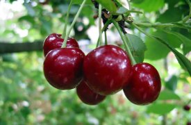Сегодня в Туле высадят вишневую аллею