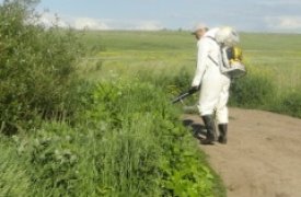 В Туле ликвидировали борщевик в семи населенных пунктах