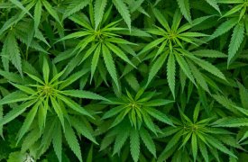 Житель Тульской области хранил почти килограмм наркотиков