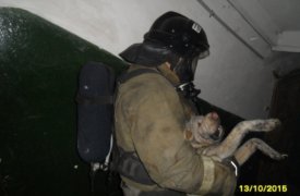Пожарные спасли туляка и его собаку