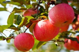 Как тулякам спасти яблони от засыхания и вырастить крупные гладиолусы