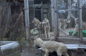 Тулячка спасла 20 собак из «адского питомника»