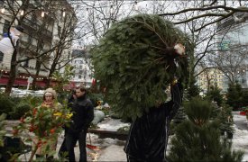 Елочные базары в Туле откроются к 20 декабря