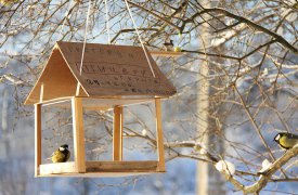 Тулякам предлагают поучаствовать в акции «Зимняя кормушка»