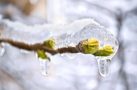 В Тулу пришла аномальная оттепель