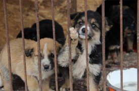Тульский приют «Любимец» могут закрыть?
