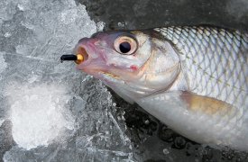 Туляки посоревнуются в подледной ловле на мормышку