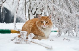 Февральский ледяной дождь вновь обрушится на Тулу