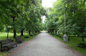 Туляки могут сдать макулатуру в обмен на аллею маньчжурского ореха