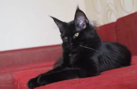 Алексинский пожарный спас кота из дома в Ясногорске, где произошел газовый взрыв