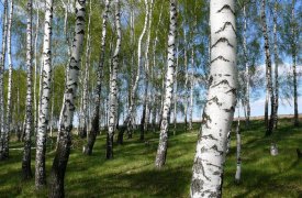 В Туле высадят 1000 берез и 200 тополей