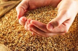 О некачественной крупе