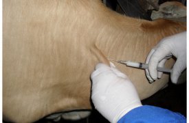 В Тульской области выявлен лейкоз крупного рогатого скота