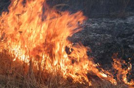 С начала апреля 150 туляков оштрафованы за поджигание травы и мусора