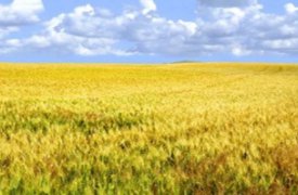 Почва является компонентом природной среды