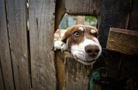 Двое жителей Белева пытались убить чужую собаку