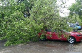 В Туле на «Мазду» упало дерево
