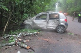 В Туле на Хомяковском шоссе сбили лося
