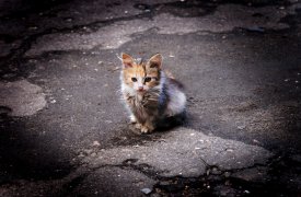 В тульском Плеханово жестоко убили котенка