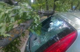 На платной парковке в Туле на машину упало дерево