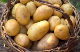 В Тульской области появится завод по производству картофельных хлопьев