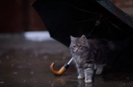 Завтра в Туле ожидается сильный ливень и гроза