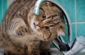 Сегодня поселок Горелки останется без воды