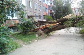 В тульском Заречье ураган вырвал дерево «с мясом»