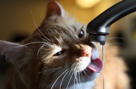 Сегодня в некоторых районах Тулы отключат воду